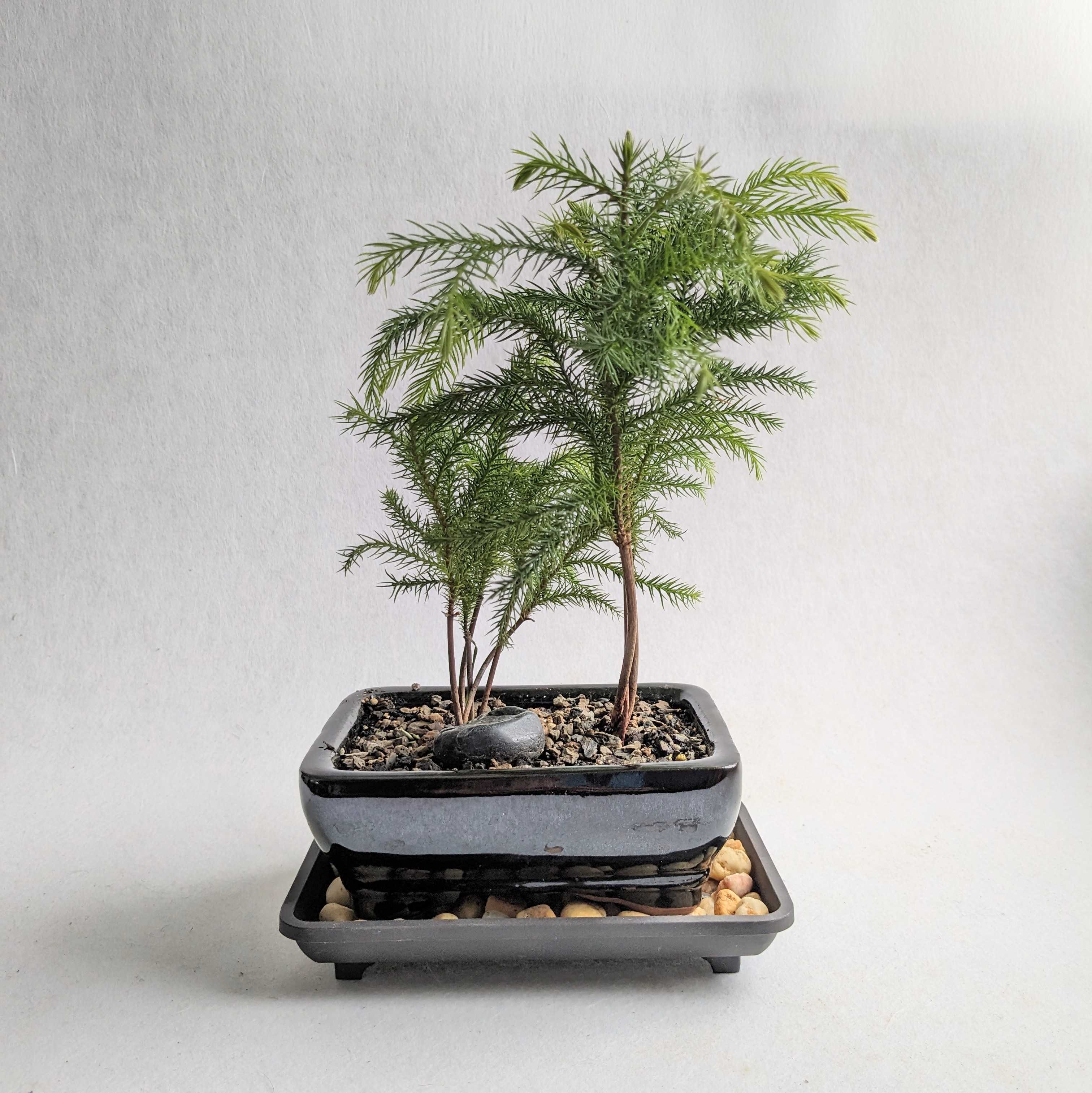 Wiring Guides Archives - Bonsai Trees for Sale UK