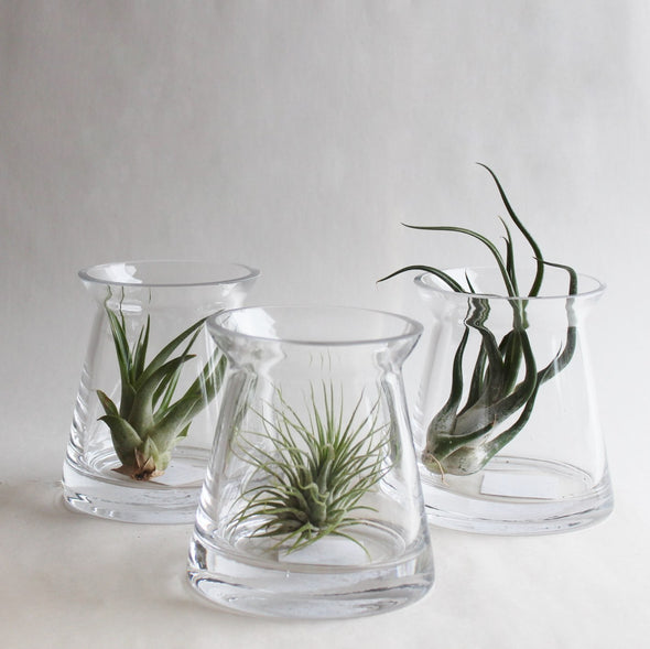 Cinched Glass Vase with Air Plant-Garden Streets