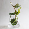Cinched Glass Vase with Air Plant-Garden Streets