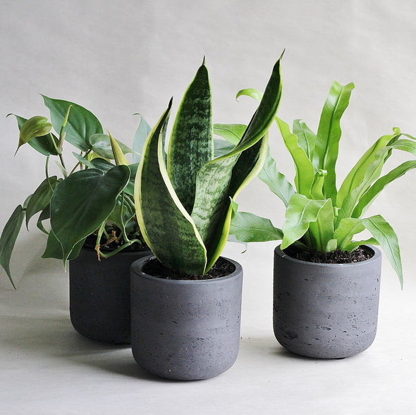 Three is a party - Shade Plant Collection-Garden Streets