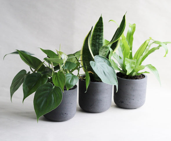 Three is a party - Shade Plant Collection-Garden Streets