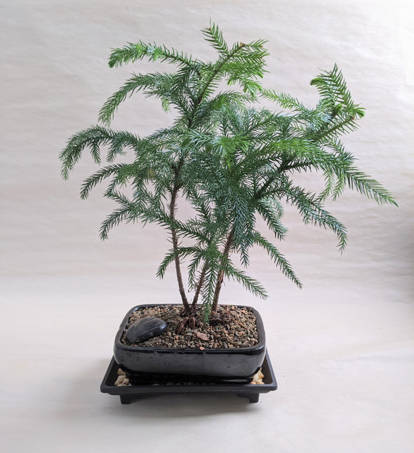 Juniper Bonsai Tree Kit
